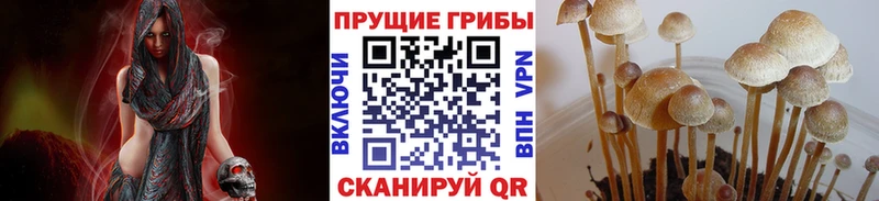 Галлюциногенные грибы Psilocybine cubensis  Новоульяновск 